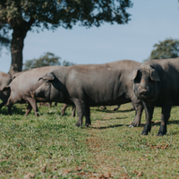 Qué significa 100%, 75% o 50% raza ibérica en el jamón